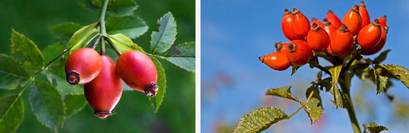 Rosehip Fruit Extract Powder.jpg